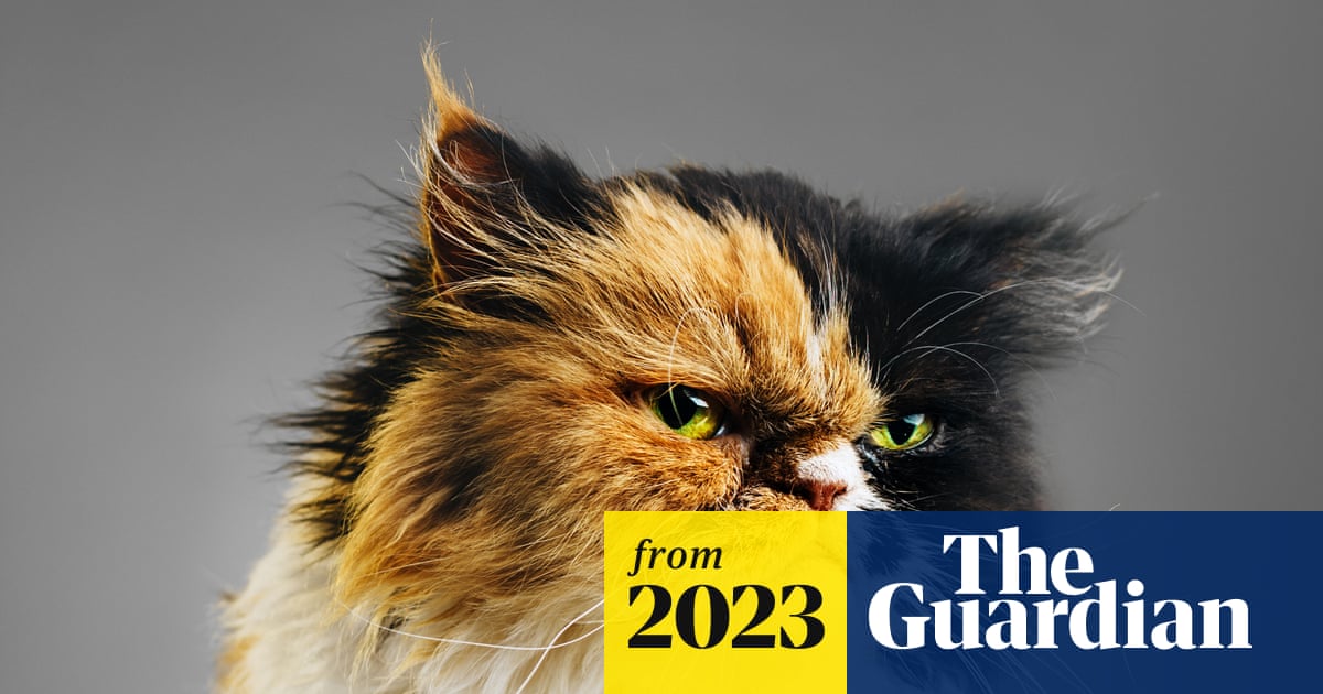 ‘AI can teach us a lot’: scientists say cats’ expressions richer than imagined and aim to translate them